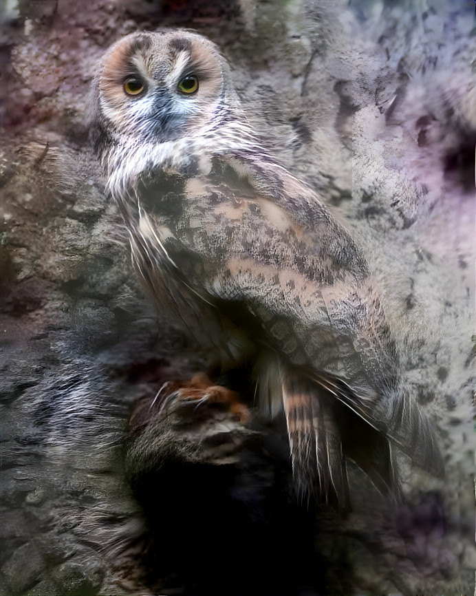 Beautiful Owl 