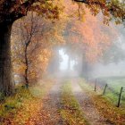 Tranquil autumn landscape with orange tree and misty pathway