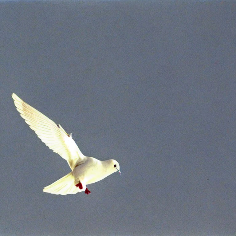 White Dove Flying with Spread Wings in Clear Blue Sky