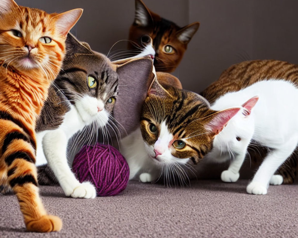 Four domestic cats with different fur patterns cuddling and playing with a purple yarn ball