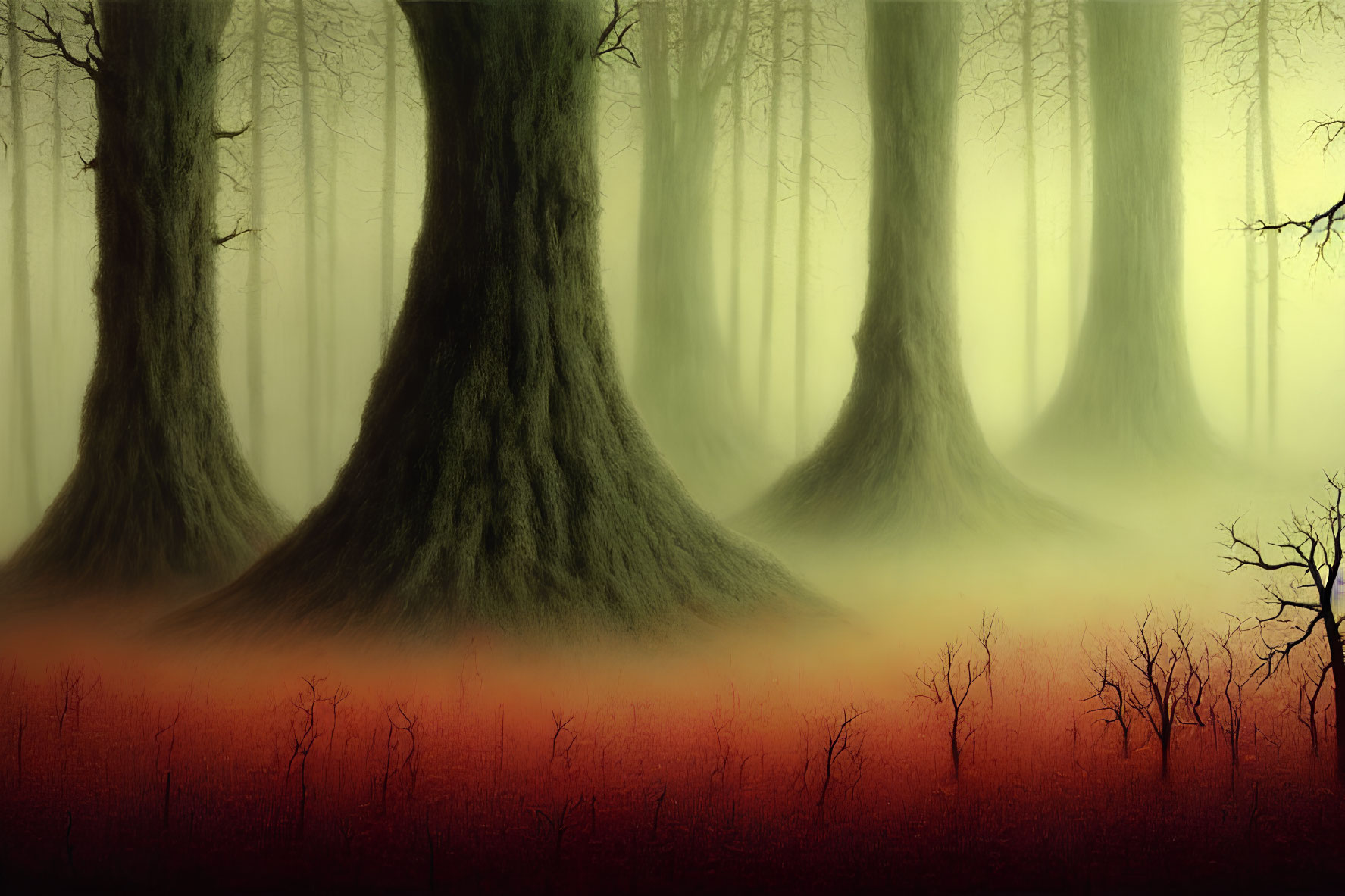 Misty forest with large trees and red undergrowth in fog