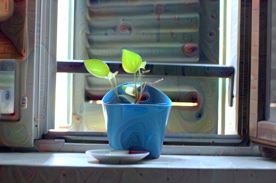 window plant