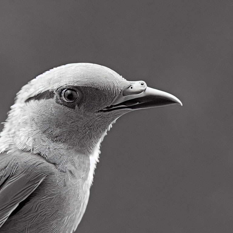 Monochrome close-up of detailed bird head features