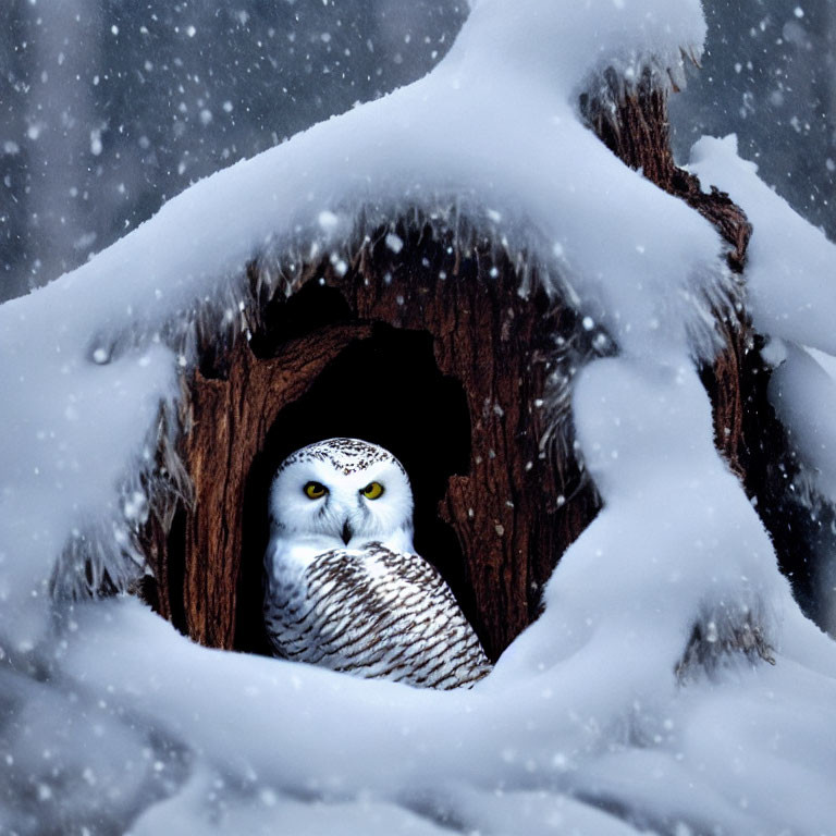 Snowy owl in snow-covered tree hollow during snowfall