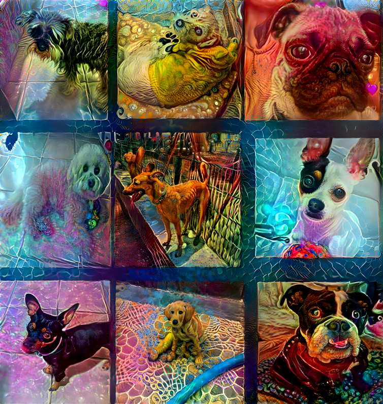 My colors dogs