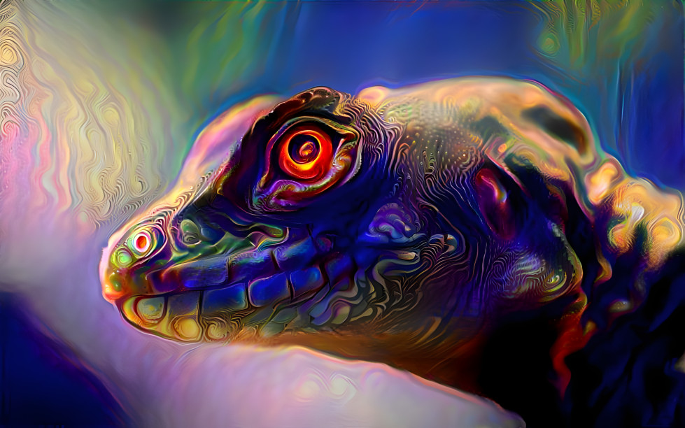 Raimbow Lizard