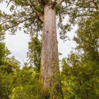 Tall Tree in Lush Green Forest with Moss-covered Ground