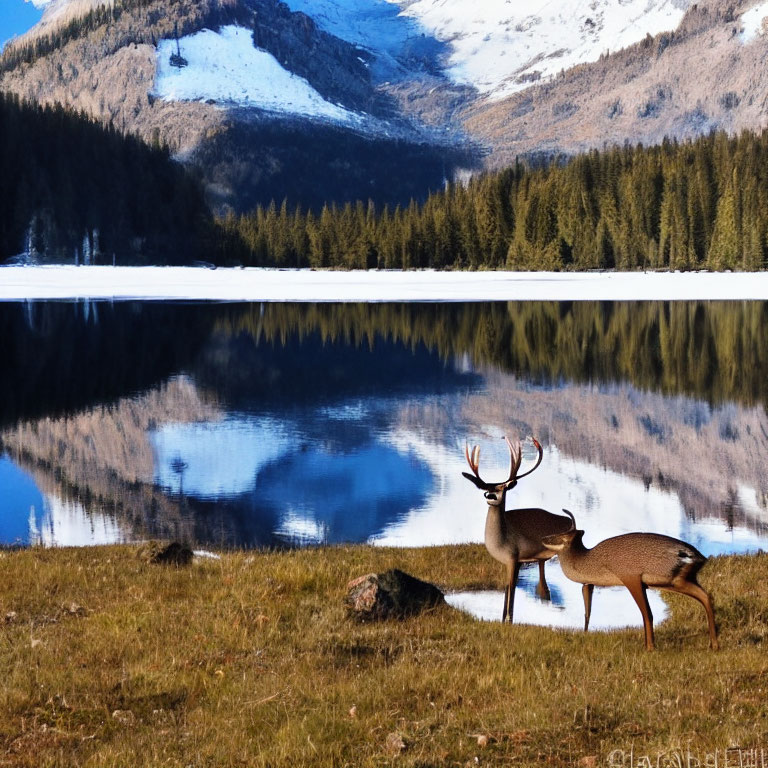 Deer by serene lake with snow-capped mountains reflection