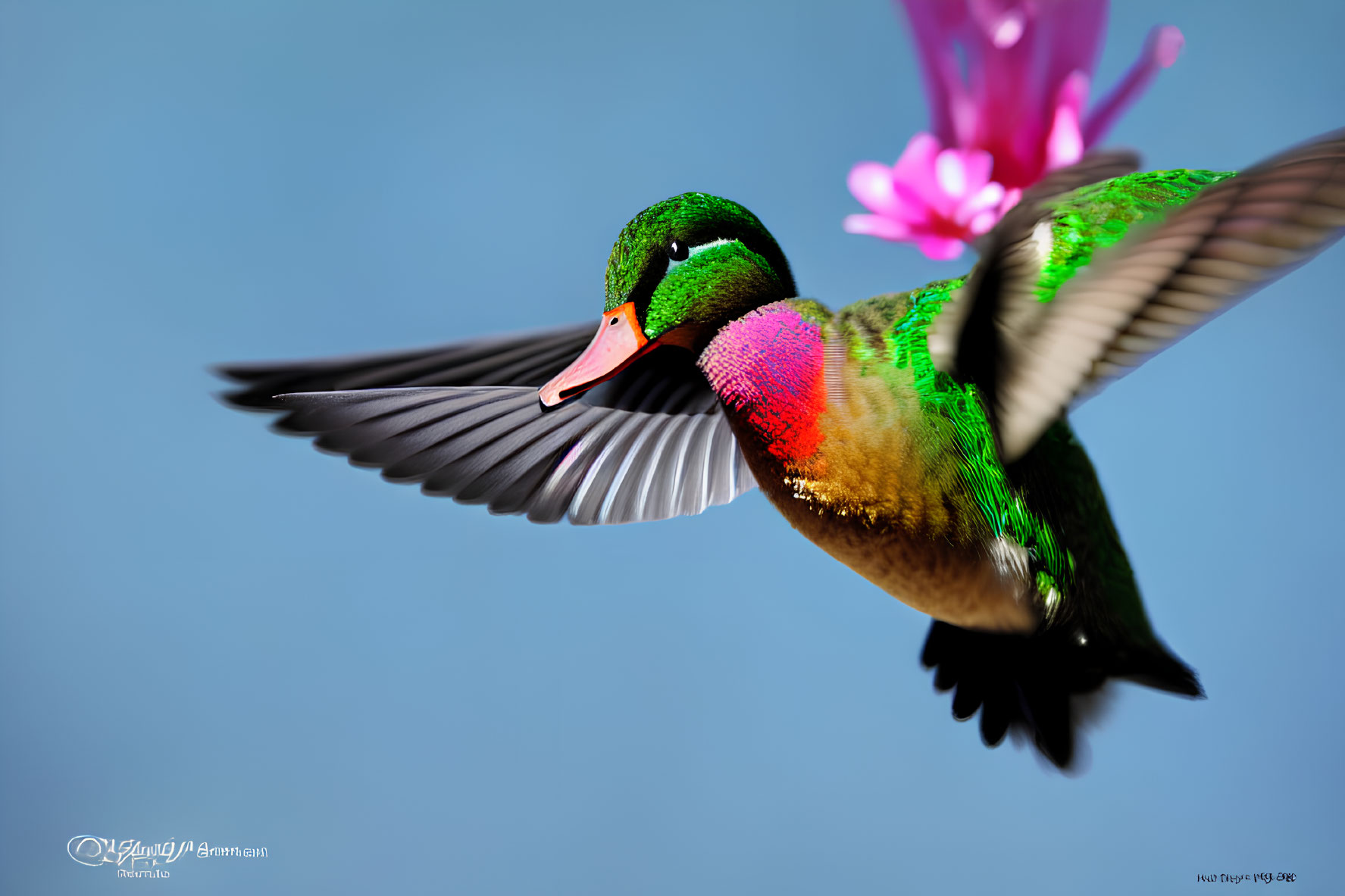 Colorful Duck Flying with Pink Flower in Clear Blue Sky