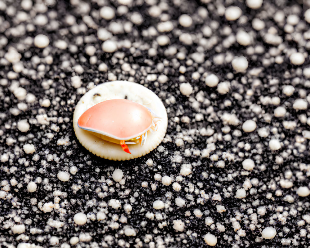 Pink-and-White Seashell on Black Sand with Pale Particles