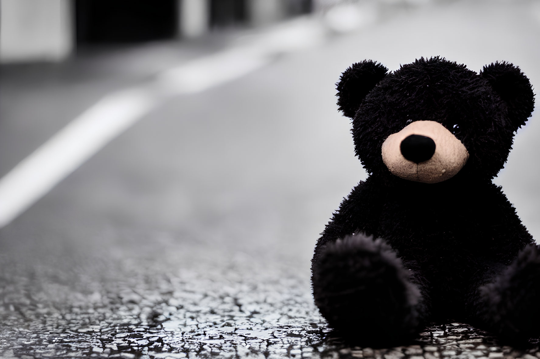 Black plush teddy bear on wet asphalt road with white road markings