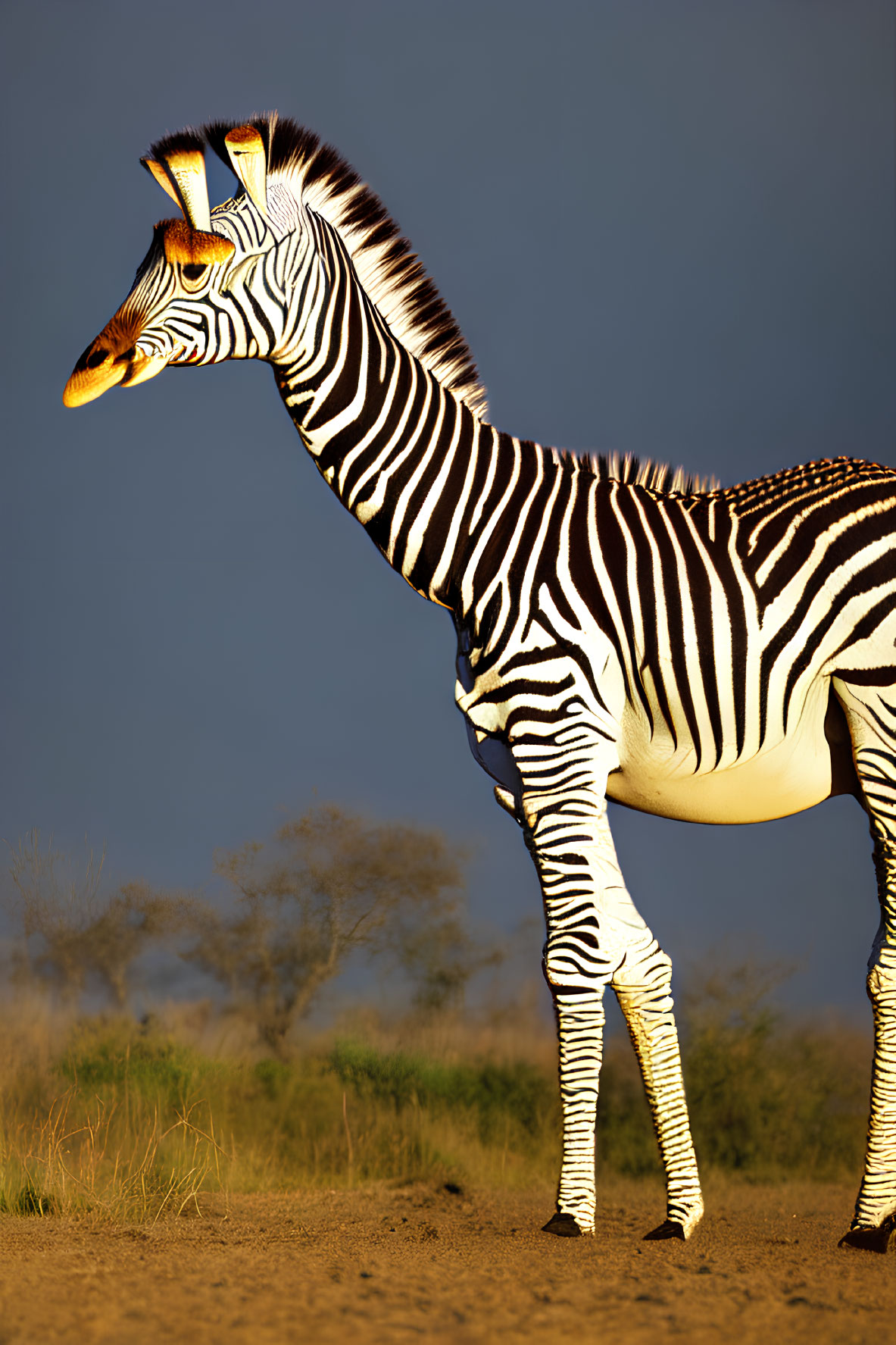 Unusually long-necked zebra in savannah at golden hour