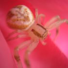 Macro Spider on Textured Red Surface: Reflective Abdomen & Detailed Eyes