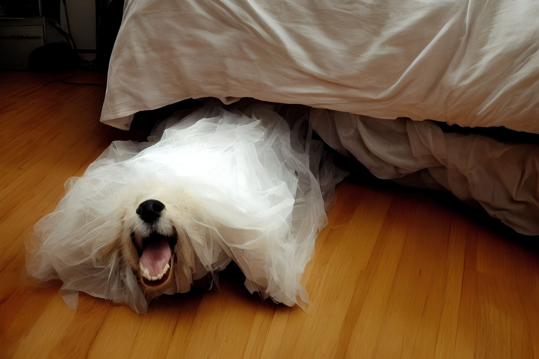Dog peeking under bed with fabric veil on wooden floor