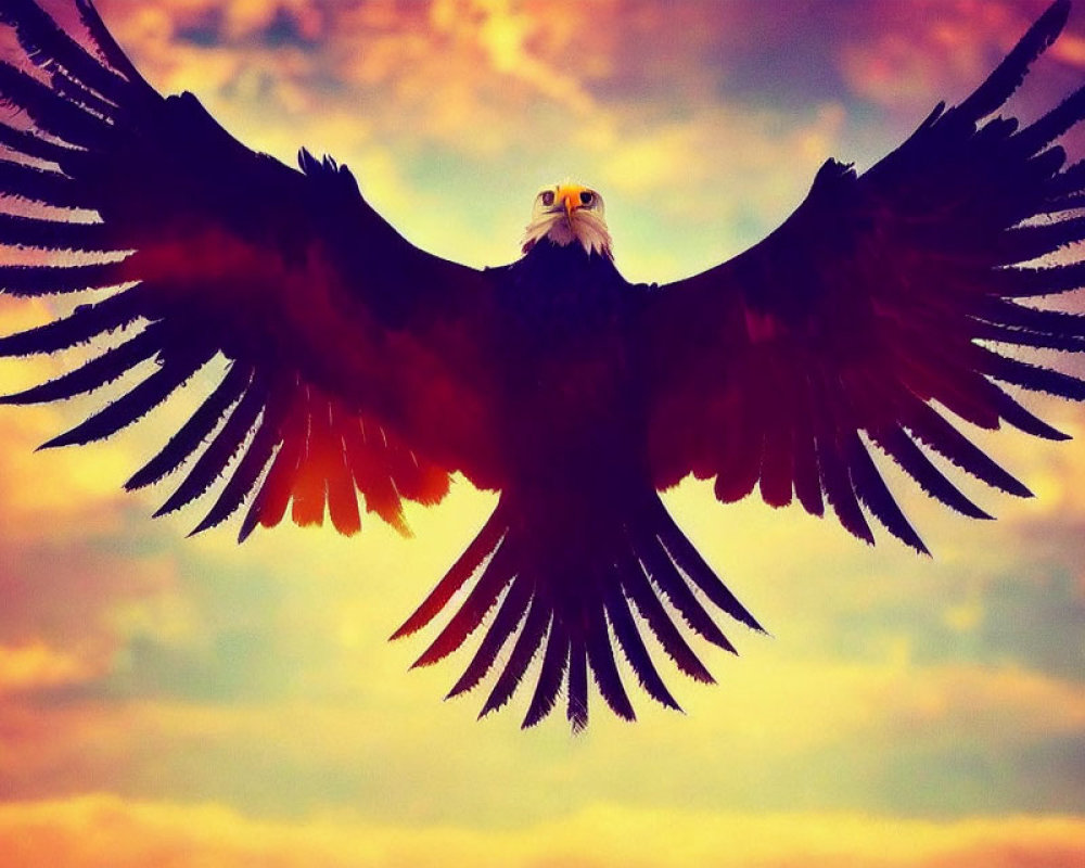 Eagle soaring with spread wings in colorful sunset sky