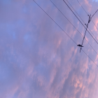 Bird Silhouettes on Power Lines in Twilight Sky