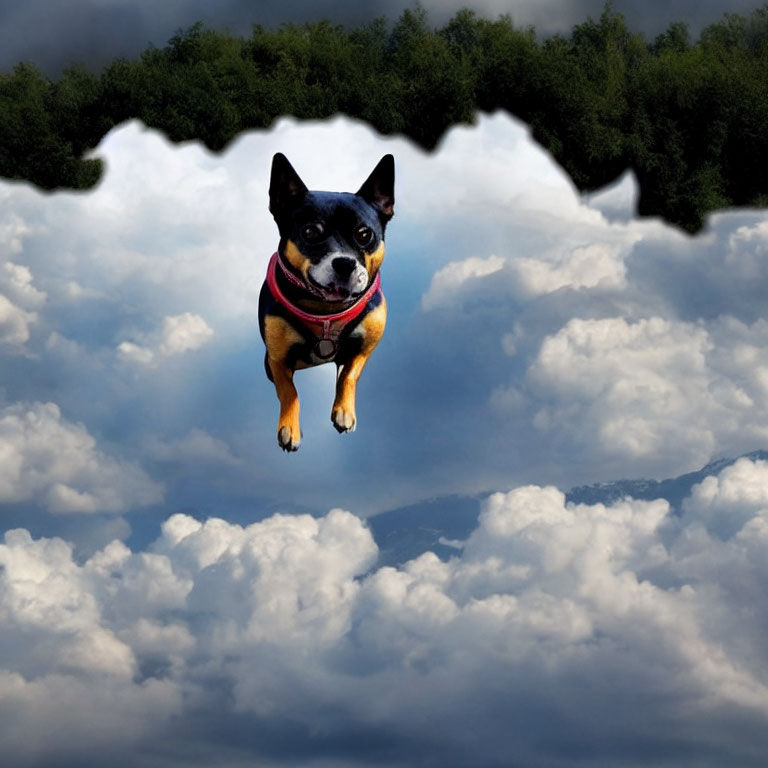 Floating dog with pink collar against cloudy sky backdrop