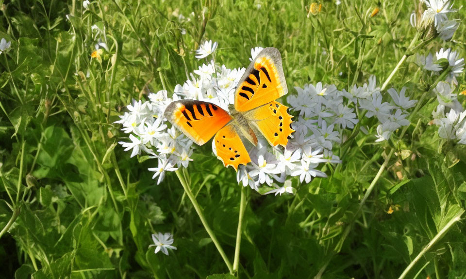 Colorful Butterfly on White Flowers with Green Foliage