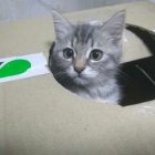 Gray Kitten with Blue Eyes Peeking Through Green and White Painted Wall