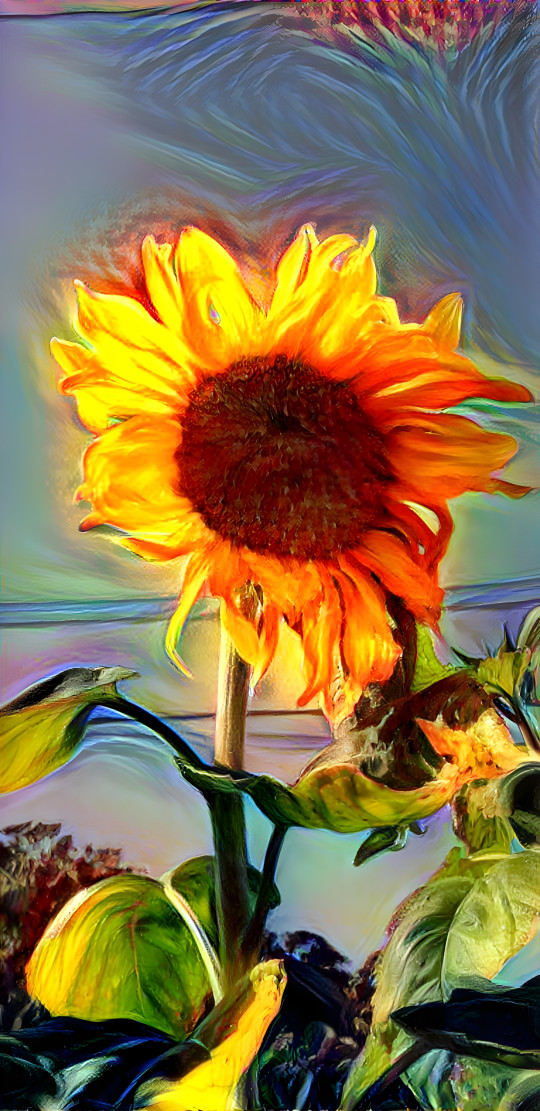 Sunflower is watching the sun