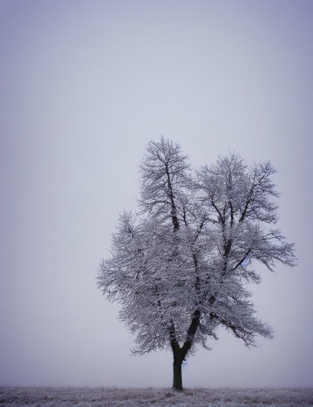 Frost-covered tree in misty wintry landscape with purple-gray sky