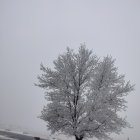 Frost-covered tree in misty wintry landscape with purple-gray sky