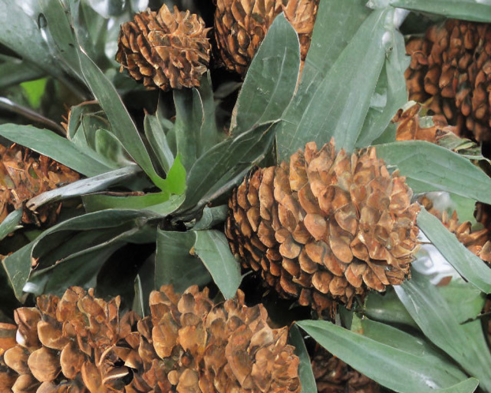 Brown pine cones among glossy green leaves showcase texture contrast.