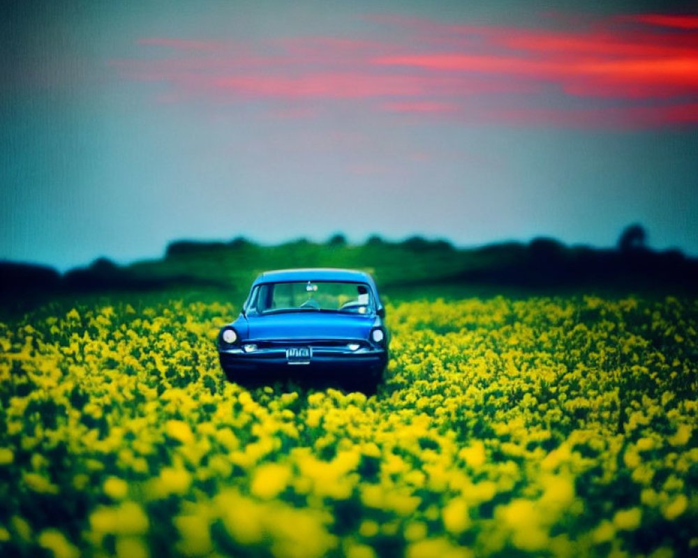 Vintage Car Driving Through Vibrant Yellow Flower Field at Sunset
