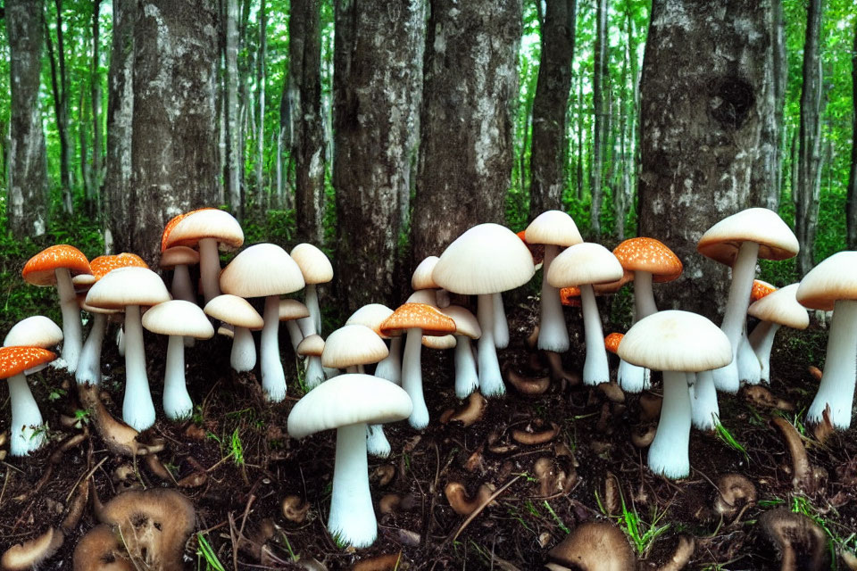 Assorted white and orange-speckled mushrooms in birch forest.