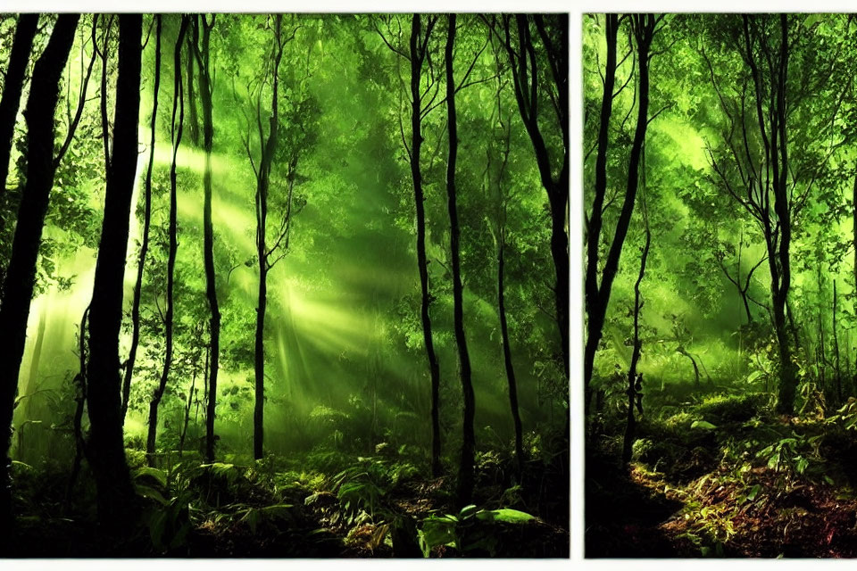 Misty forest scene with sunbeams and lush greenery