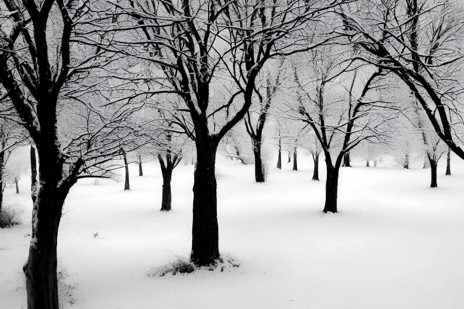 Winter Scene: Snowy Landscape with Bare Trees