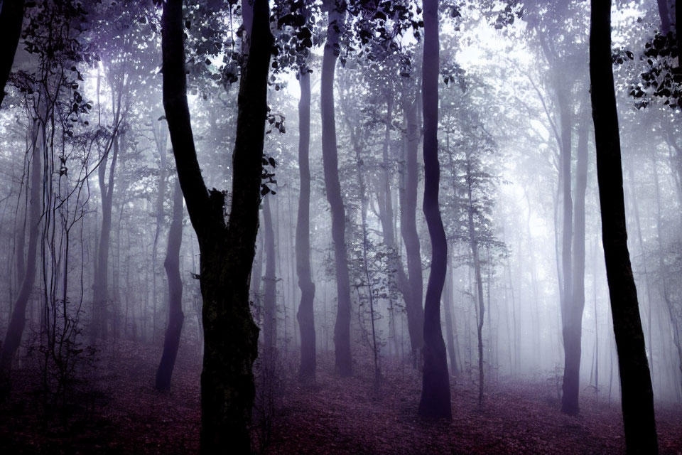 Ethereal forest with tall, slender trees and purple-hued fog
