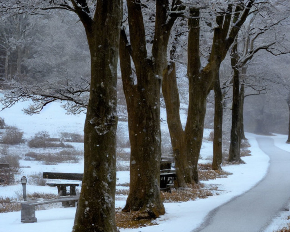 Snowy Path with Bare Trees and Wooden Bench in Tranquil Forest