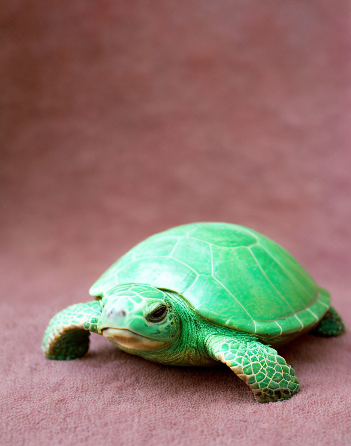 Green Toy Turtle with Detailed Shell Textures on Pink Background