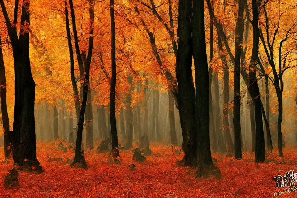 Dense forest with black trees and autumn leaves in vibrant colors