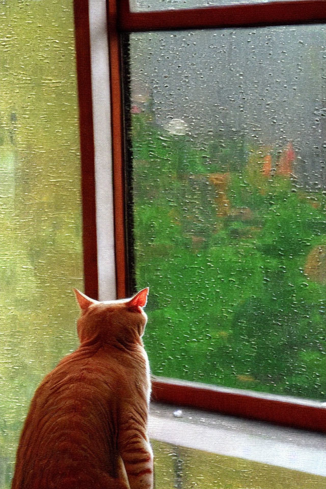 Orange Cat Looking Out Rain-Spattered Window at Green Foliage