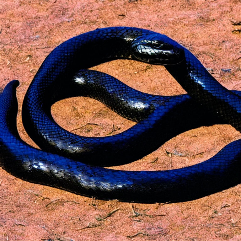 Shiny Black Snake with Smooth Scales on Reddish-Brown Surface