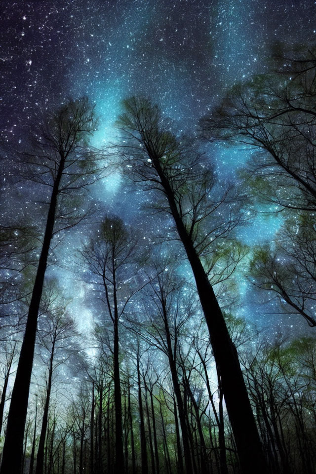Starry Night Forest Scene with Silhouetted Trees