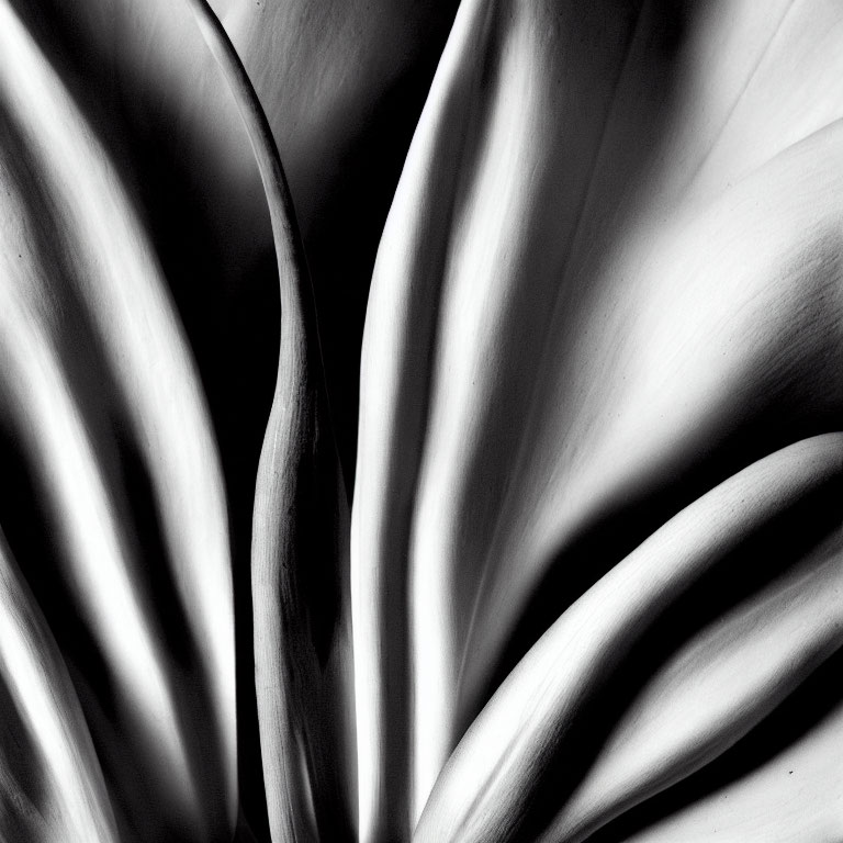 Monochrome abstract close-up with smooth, curved surfaces