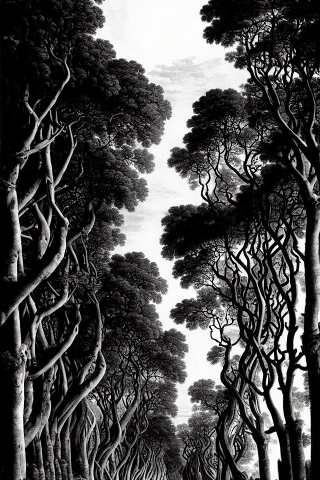 Monochrome forest with twisted, tall trees