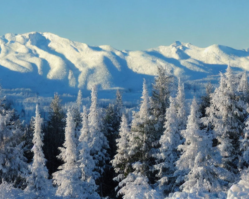 Snowy Mountain Landscape with Frosty Coniferous Trees