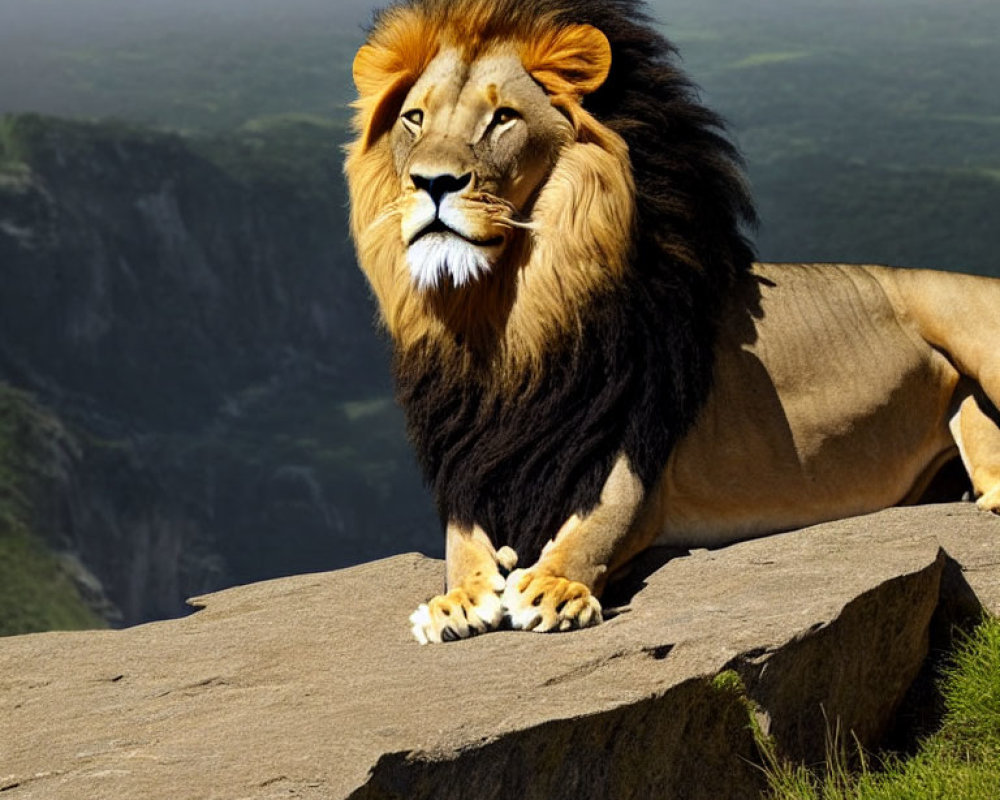 Regal lion with full mane on rocky outcrop overseeing green valley