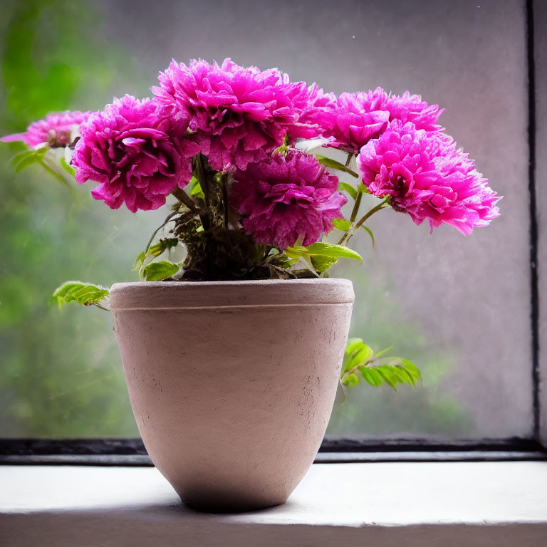 Pink peonies in a clay pot on windowsill with soft natural light and blurred green background