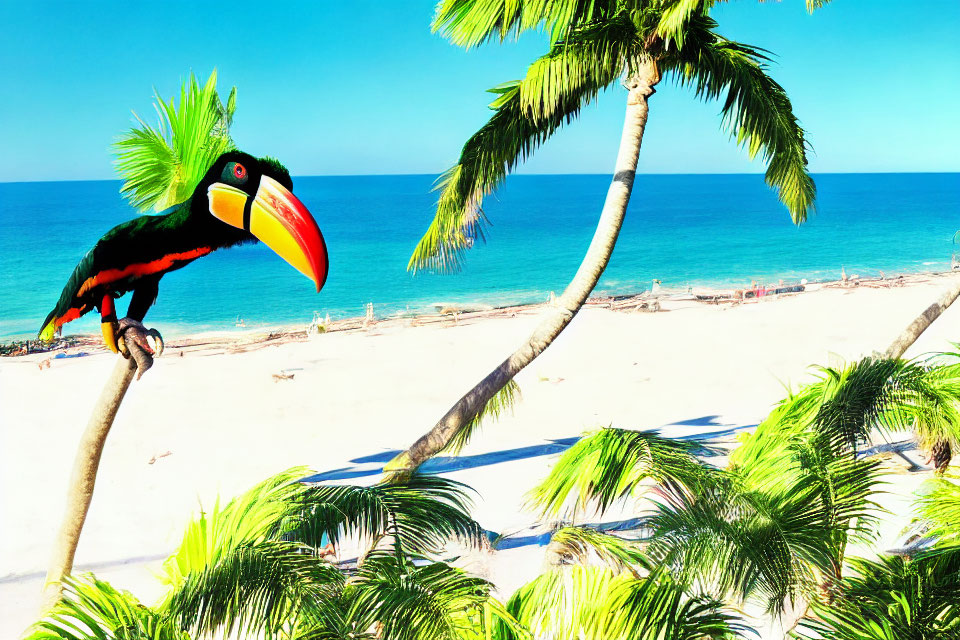 Vibrant toucan on palm tree with blue sky & beach