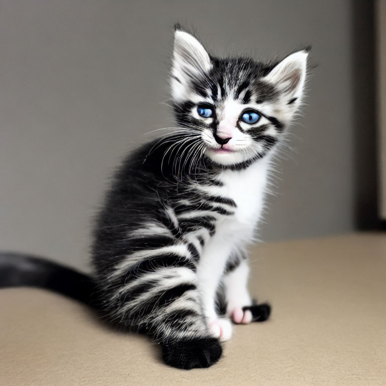 Striped black and white kitten with blue eyes on tan surface against grey background