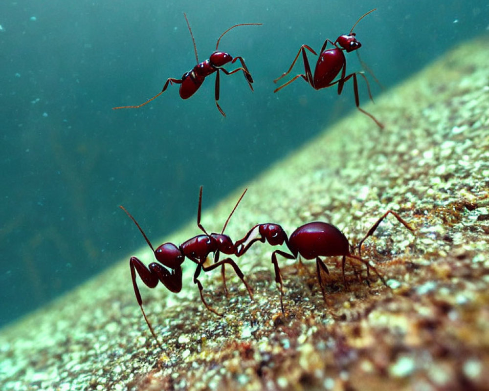 Four ants on textured surface with two interacting, against underwater background