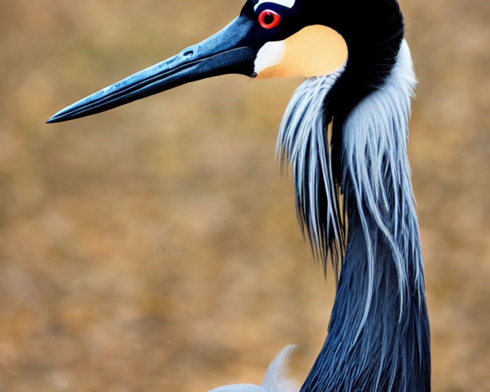Black-necked crane with red eyes, blue and orange face, and grey feathers