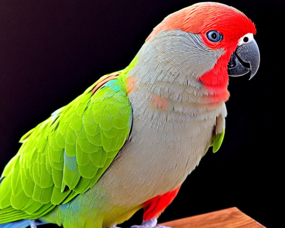 Vibrant parrot with red, blue, and green feathers on wooden perch