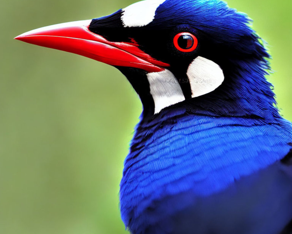Vibrant close-up of bird with blue plumage and red beak