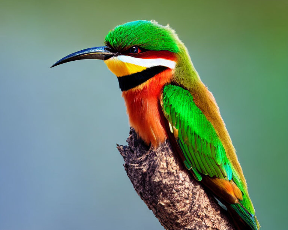 Colorful European Bee-eater bird perched on branch